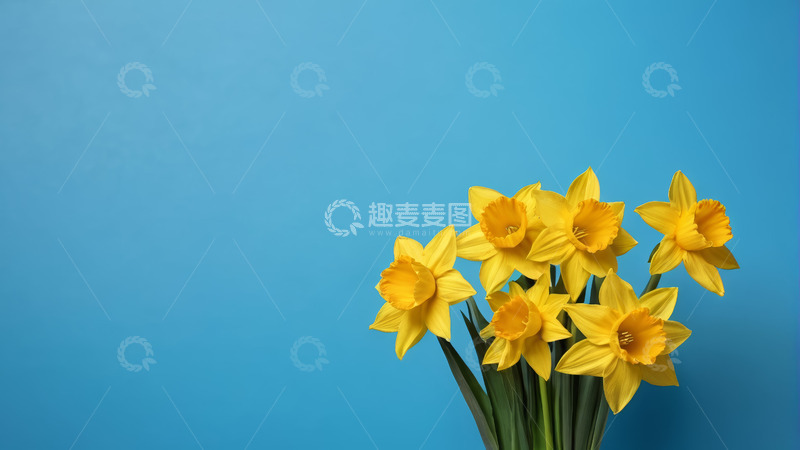高清大图下载【趣麦麦图】蓝色背景黄色水仙花
