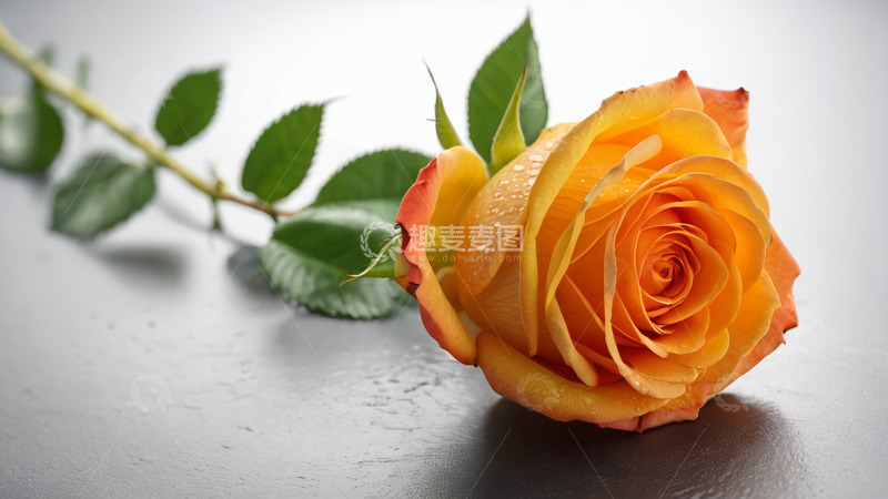 高清大图下载【趣麦麦图】橙黄色带水珠玫瑰花特写