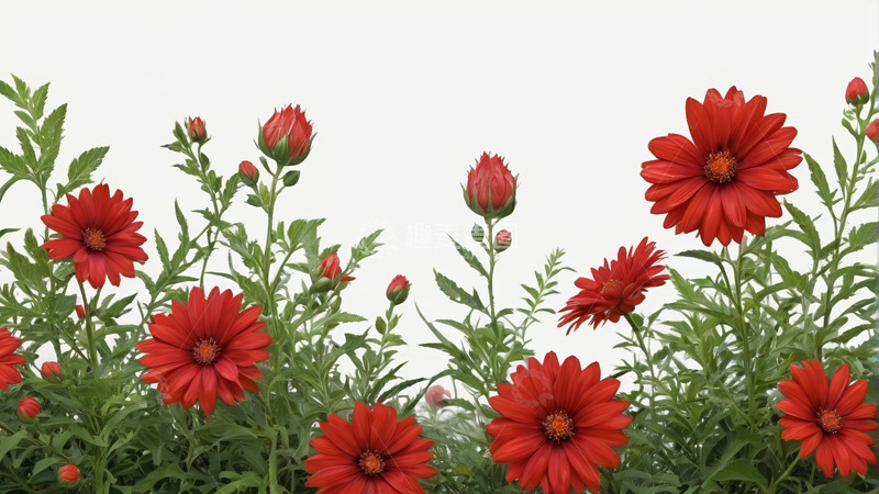 高清大图下载【趣麦麦图】红色花卉绿植特写