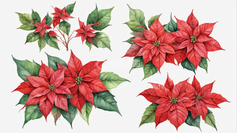 高清大图下载【趣麦麦图】红色一品红花卉素材