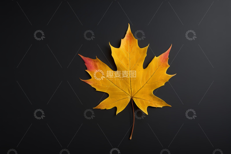 高清大图下载【趣麦麦图】黑色背景上的枫叶特写
