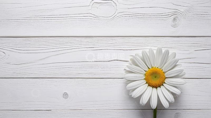 高清大图下载【趣麦麦图】白色木质背景上的雏菊
