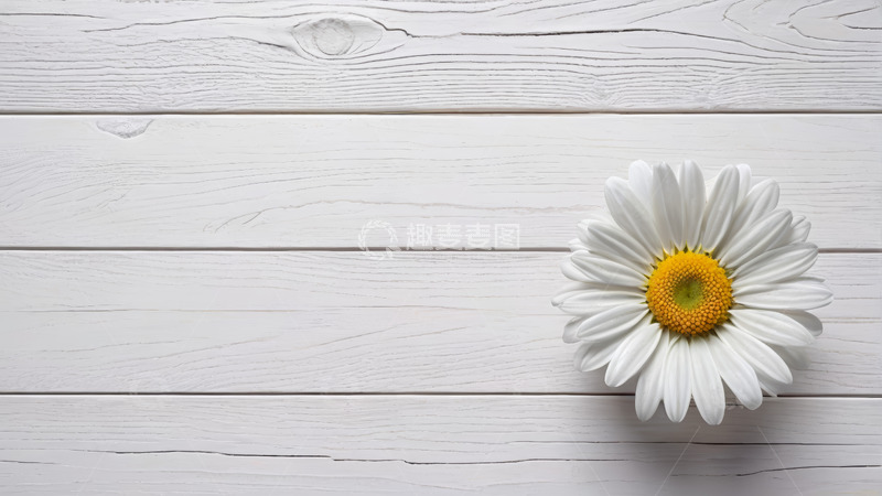 高清大图下载【趣麦麦图】白色木板上的雏菊花
