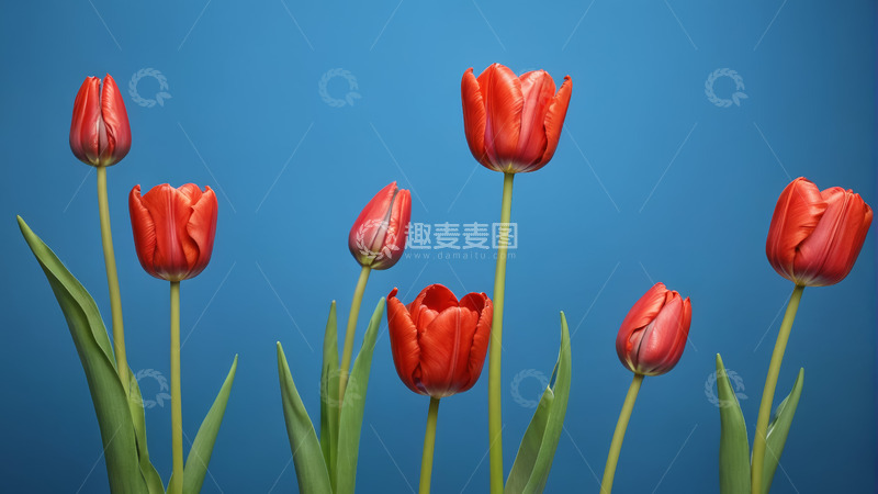 高清大图下载【趣麦麦图】蓝色背景红色郁金香