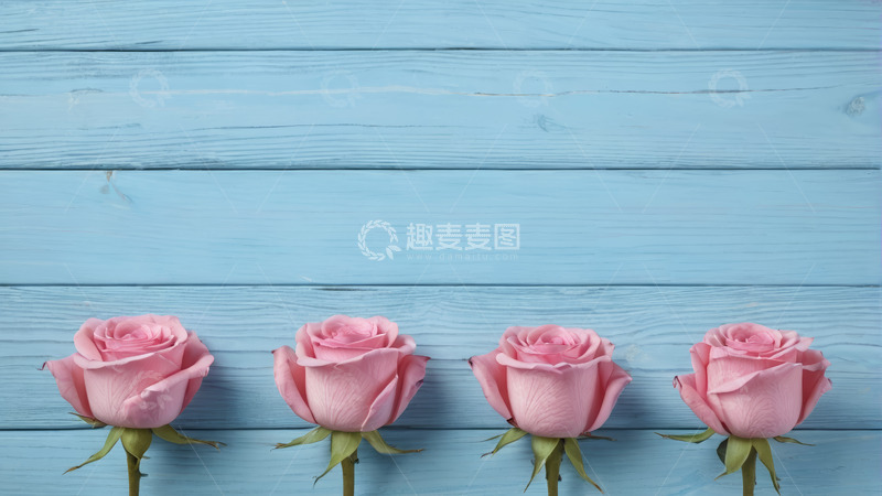 高清大图下载【趣麦麦图】蓝色木板上的粉色玫瑰花