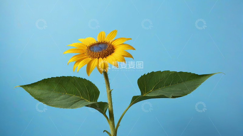 高清大图下载【趣麦麦图】蓝色背景下的单株向日葵