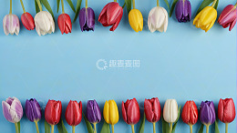 蓝色背景多色郁金香排列