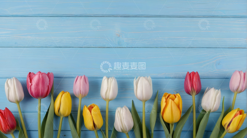 高清大图下载【趣麦麦图】蓝色背景上多彩郁金香