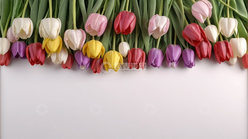 高清大图下载【趣麦麦图】多彩郁金香花卉排列素材