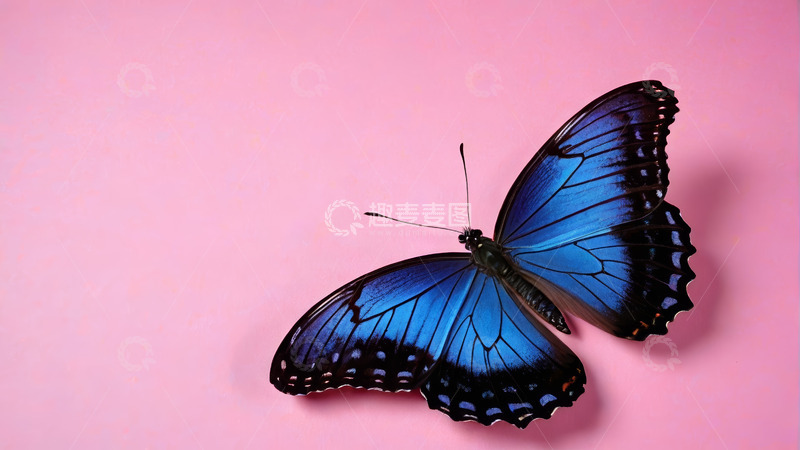 高清大图下载【趣麦麦图】粉色背景上的蓝色蝴蝶