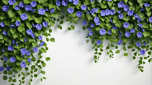 蓝紫色牵牛花绿叶植物背景