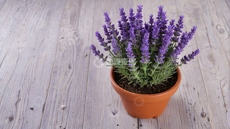 高清大图下载【趣麦麦图】木质桌面上的盆栽薰衣草