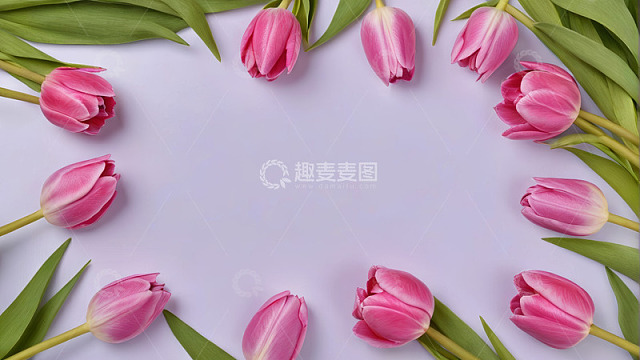 粉色郁金香环绕背景