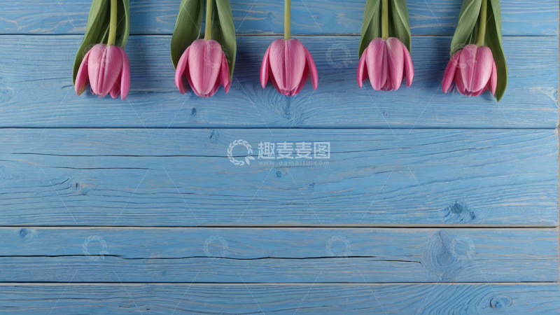 高清大图下载【趣麦麦图】蓝色木板上的粉色郁金香