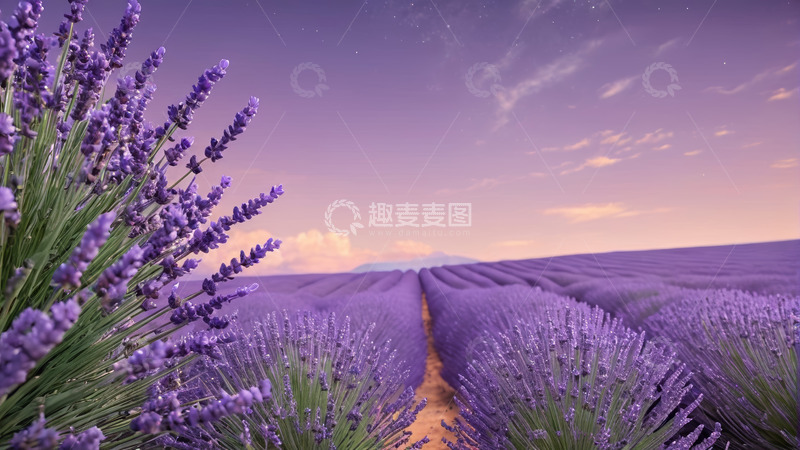 高清大图下载【趣麦麦图】紫色薰衣草田园景观