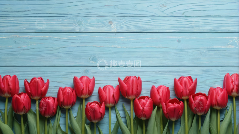 高清大图下载【趣麦麦图】蓝色木板背景上的红色郁金香