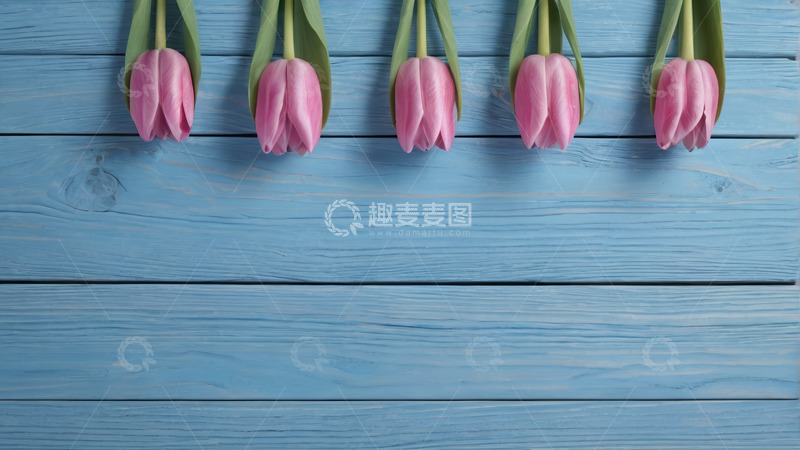 高清大图下载【趣麦麦图】蓝色木板上的粉色郁金香
