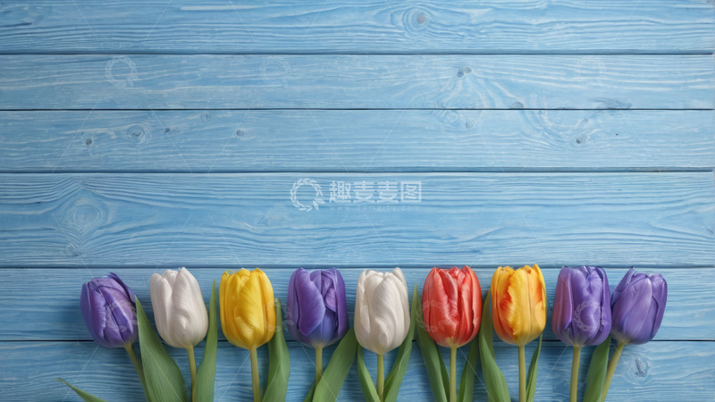 高清大图下载【趣麦麦图】蓝色背景上的多彩郁金香