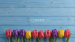 蓝色背景上多彩郁金香排列