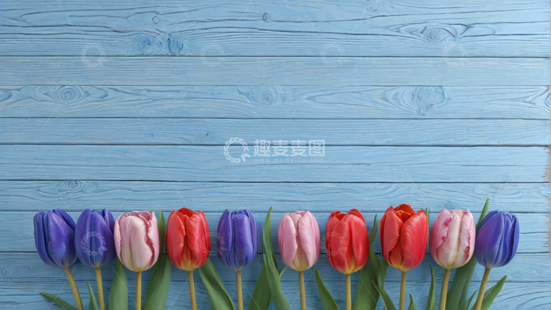 高清大图下载【趣麦麦图】蓝色背景上的多彩郁金香