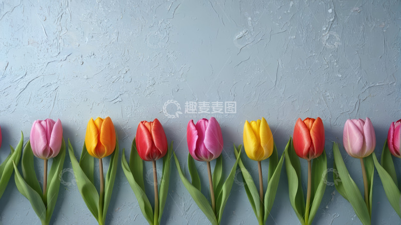 高清大图下载【趣麦麦图】多彩郁金香排列特写