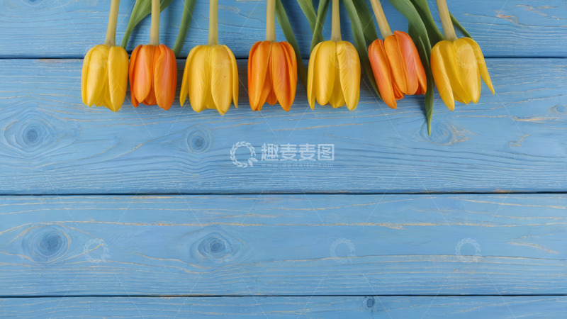 高清大图下载【趣麦麦图】蓝色木板上的黄色橙色郁金香