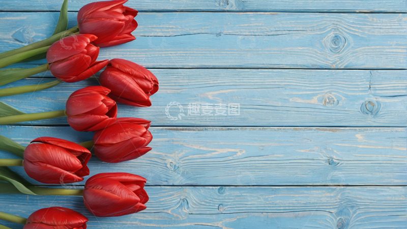 高清大图下载【趣麦麦图】蓝色木板上的红色郁金香