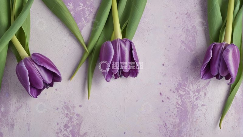 高清大图下载【趣麦麦图】紫色郁金香特写静物