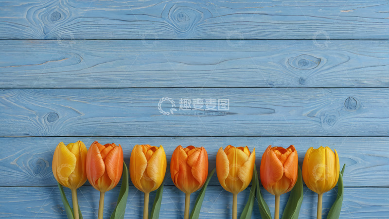 高清大图下载【趣麦麦图】蓝色木板上的橙色黄色郁金香