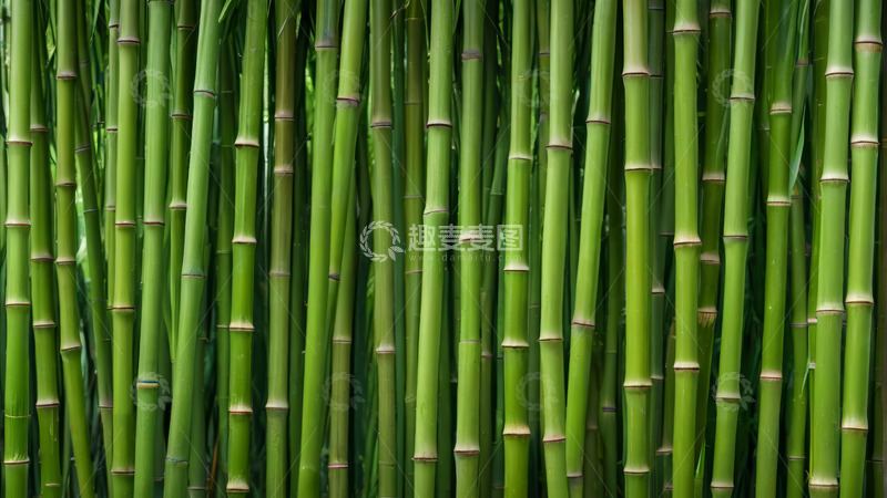 高清大图下载【趣麦麦图】茂密青竹特写