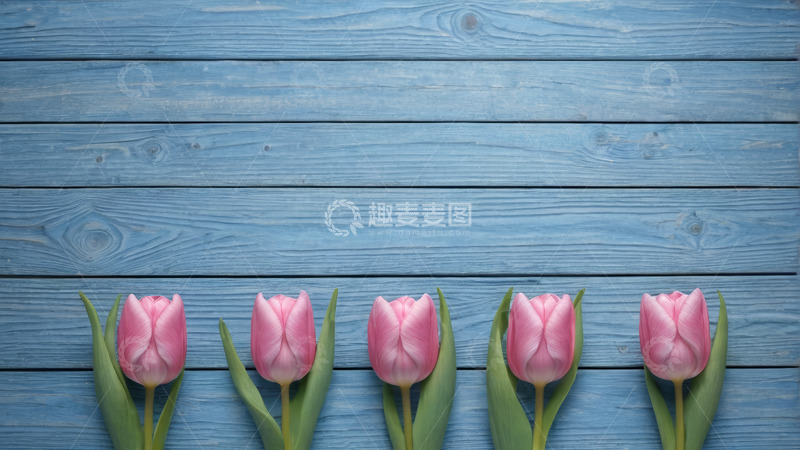 高清大图下载【趣麦麦图】蓝色木板上的粉色郁金香
