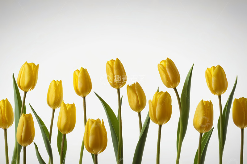 高清大图下载【趣麦麦图】黄色郁金香特写