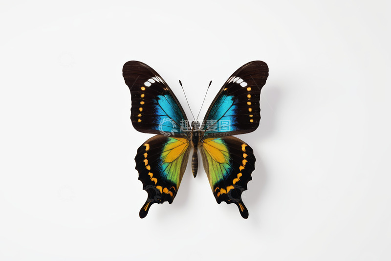 高清大图下载【趣麦麦图】彩色蝴蝶微距特写