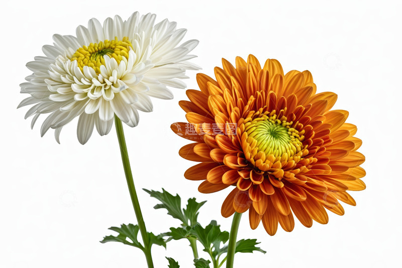 高清大图下载【趣麦麦图】白色与橙色菊花特写