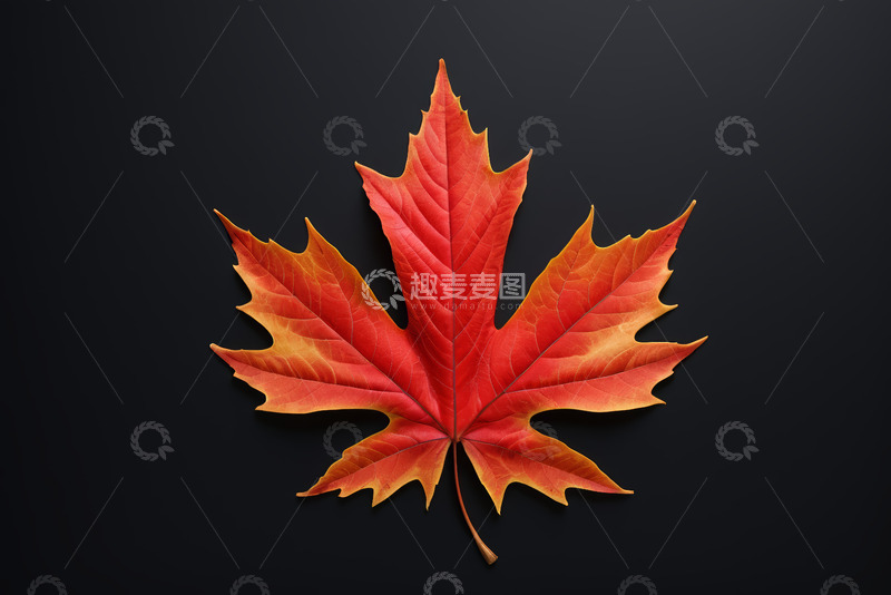 高清大图下载【趣麦麦图】红色枫叶特写