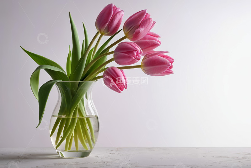 高清大图下载【趣麦麦图】玻璃花瓶中粉色郁金香