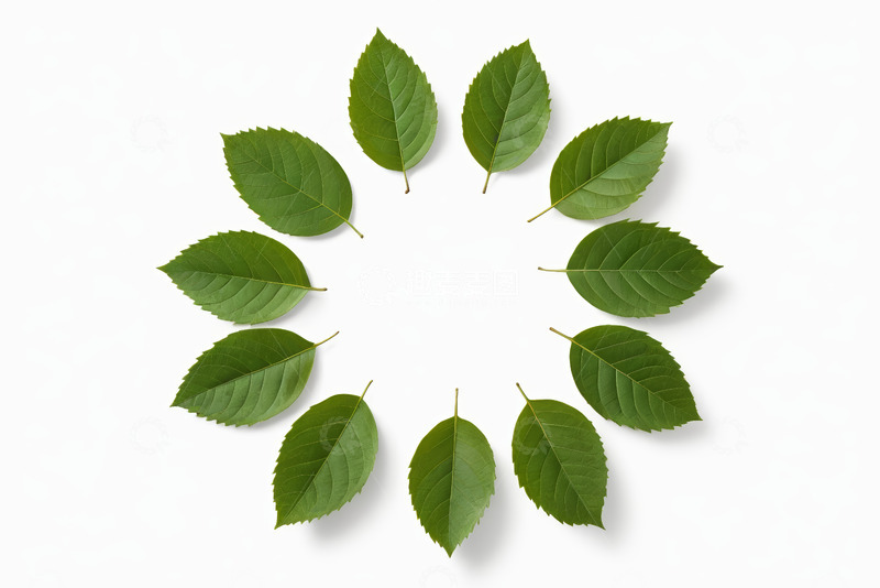 高清大图下载【趣麦麦图】白色背景上环形排列的绿色树叶