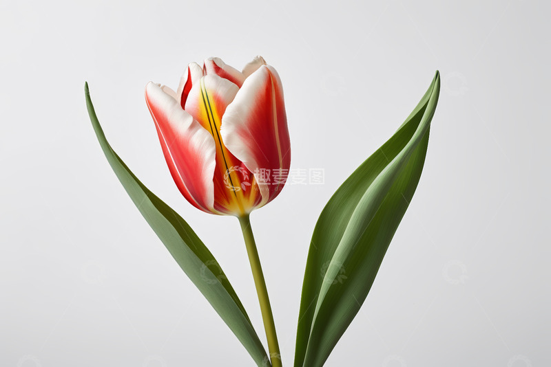 高清大图下载【趣麦麦图】红白相间郁金香特写