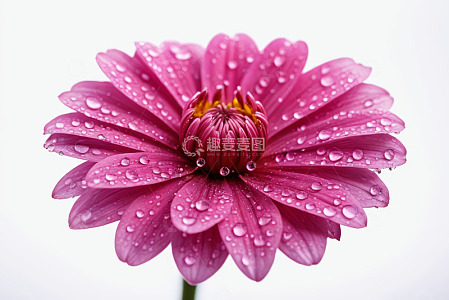 带水珠的玫红色花朵特写