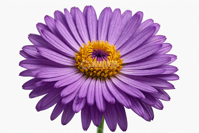 高清大图下载【趣麦麦图】紫色花朵特写素材