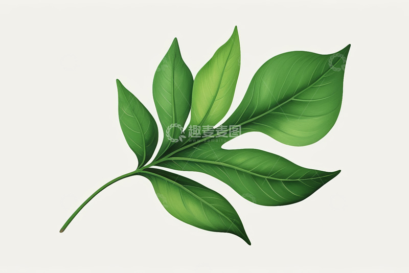 高清大图下载【趣麦麦图】绿色植物叶片插画素材