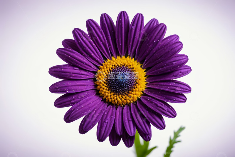 高清大图下载【趣麦麦图】紫色花朵特写