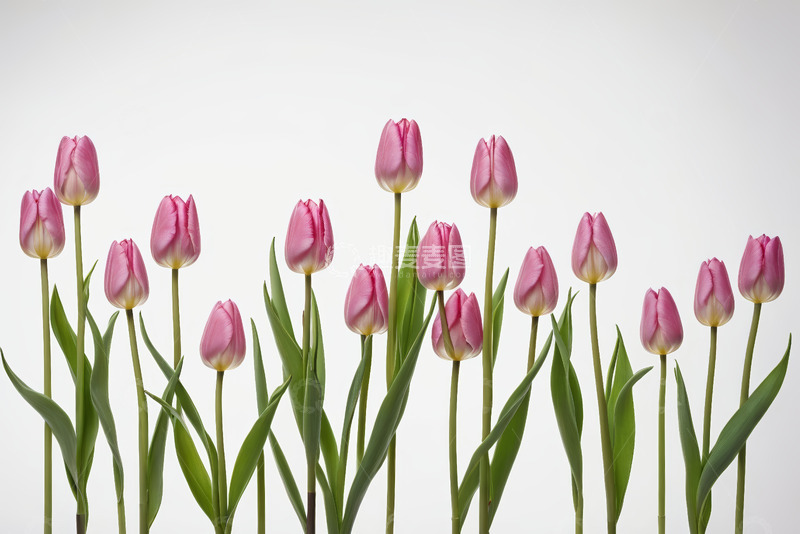 高清大图下载【趣麦麦图】粉色郁金香花卉特写