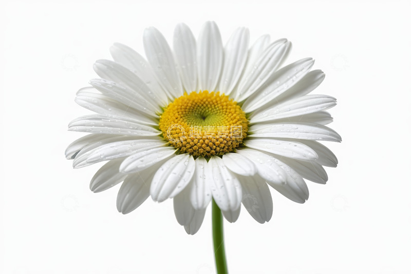 高清大图下载【趣麦麦图】特写白色雏菊带水珠