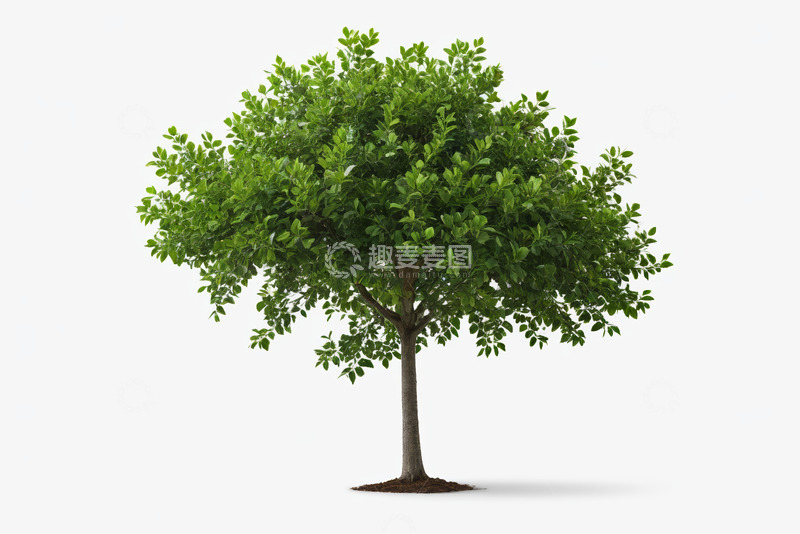 高清大图下载【趣麦麦图】白色背景下的绿色单棵树木
