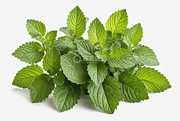 新鲜薄荷叶特写