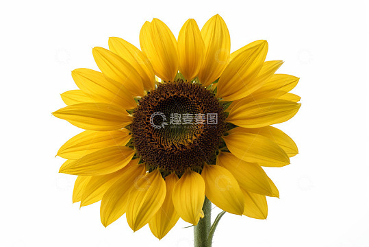 特写黄色向日葵花卉