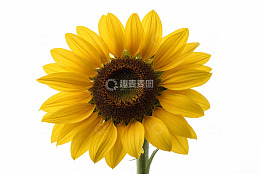 特写黄色向日葵花卉