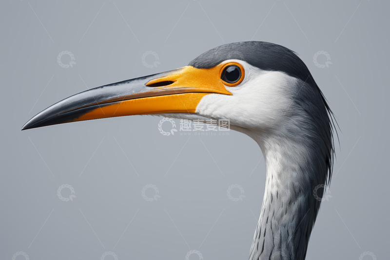 高清大图下载【趣麦麦图】灰鹭头部特写