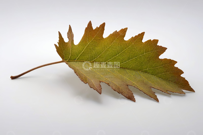 高清大图下载【趣麦麦图】单张植物叶片特写